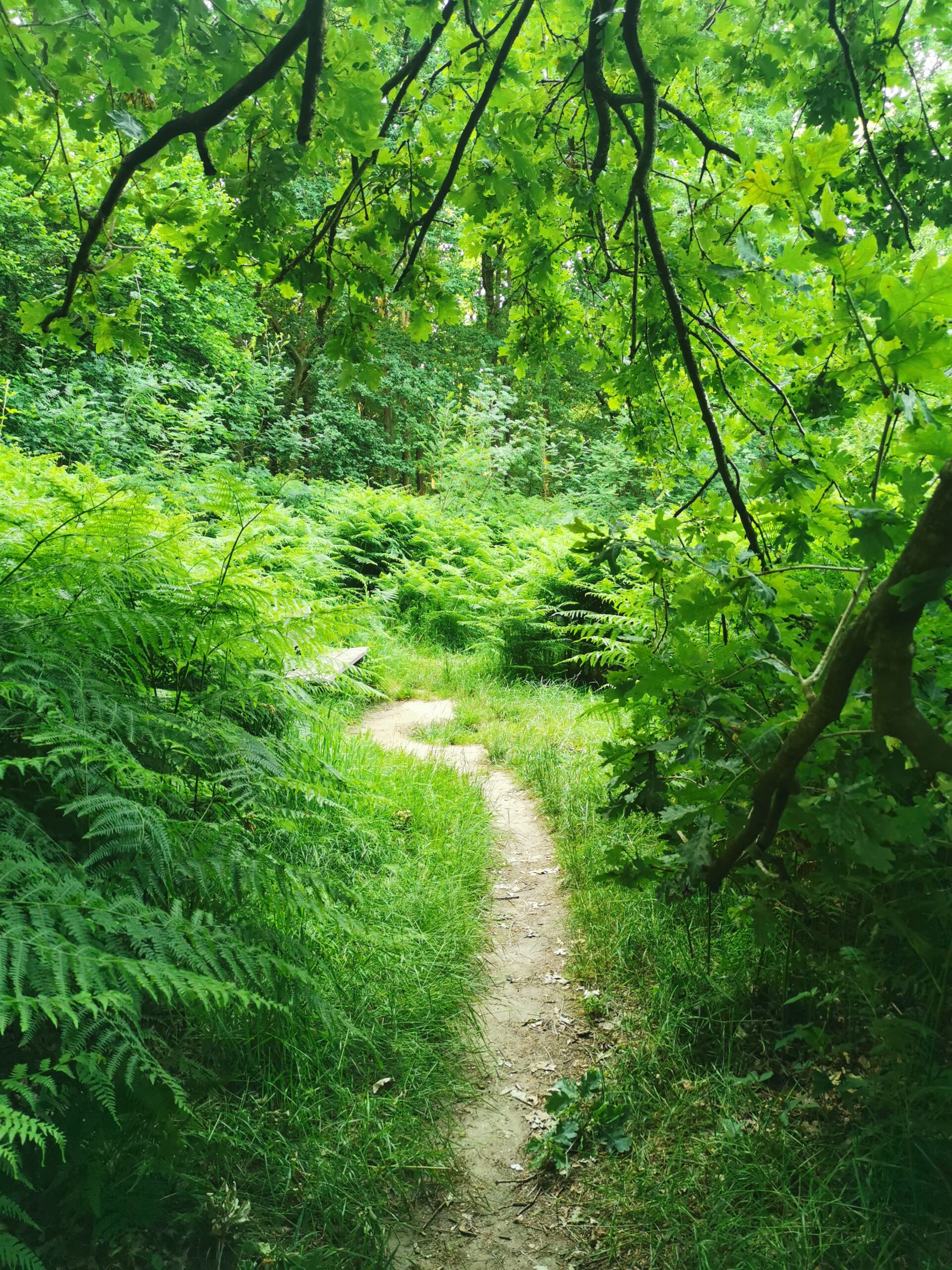 img 20250618 095141 (1)